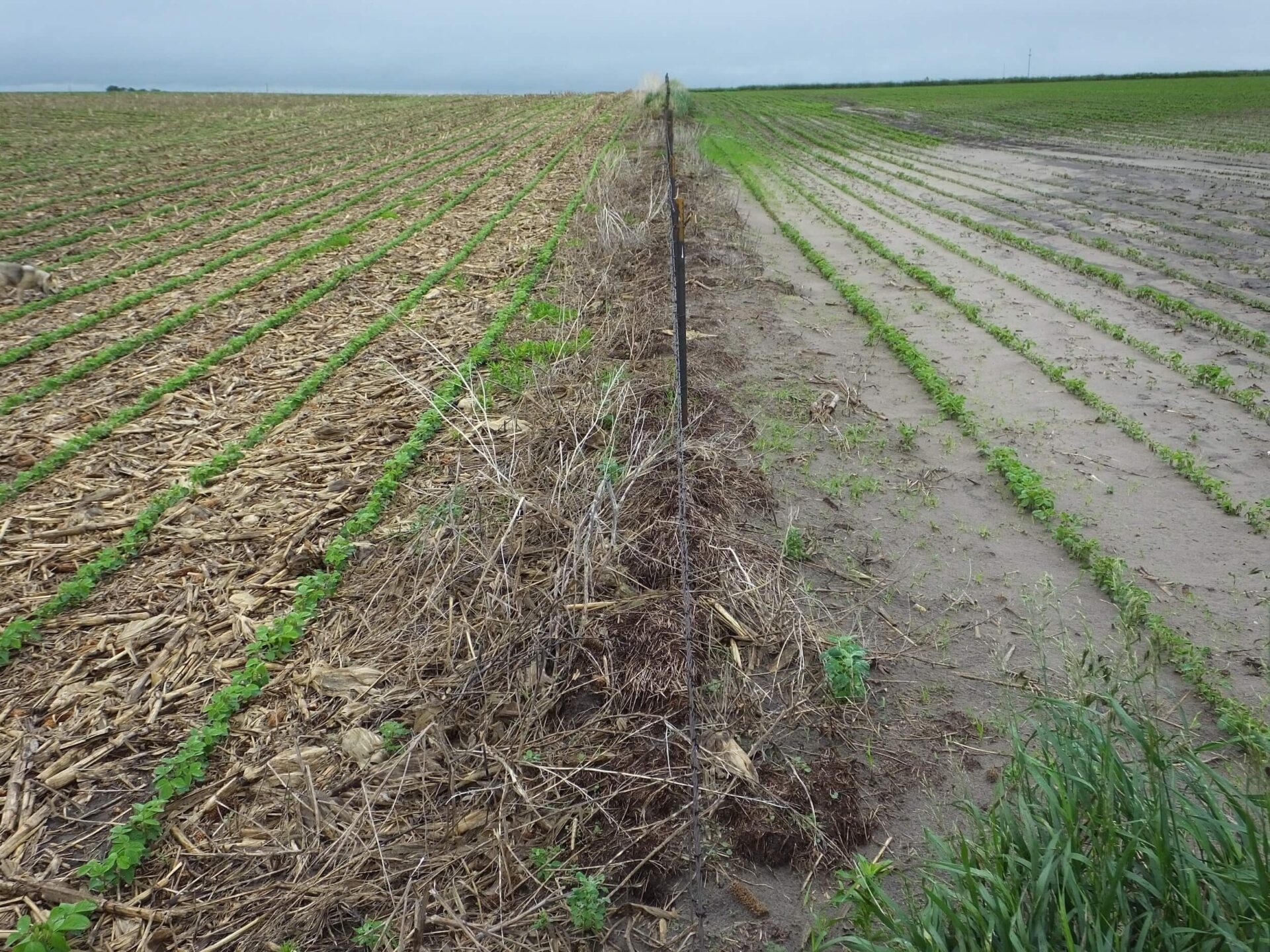 Fenceline Contrast of a field under No-Till Cropping System (left) and a field with Conventional Tillage (right) in Brookings Co., SD