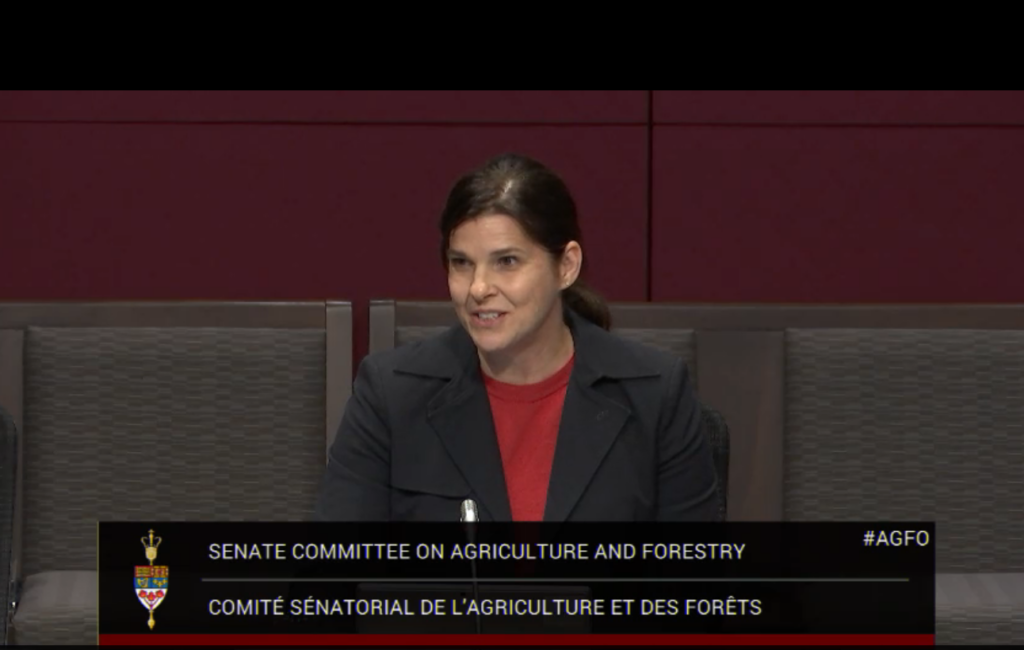 Dr. Cristine Morgan appearing in front of the Senate of Canada.