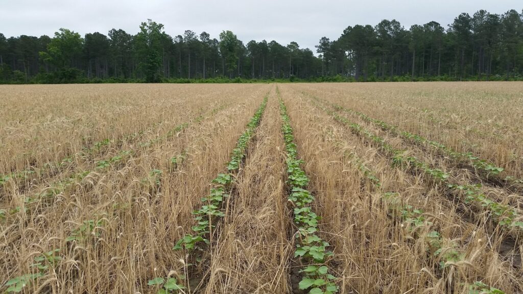 Established cotton growing in terminated standing cover crops in a North Carolina field.