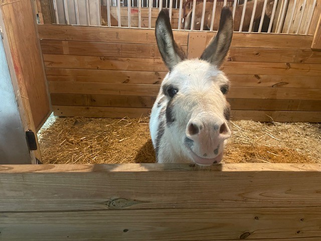 An adorable donkey in a stall. It looks like it is smiling. 